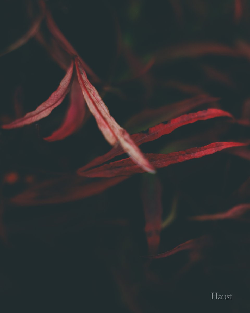 Leaves of red emerge from the shadows. 🍂

#photographer #photographers #macrophotography #macrophoto #macroart #darkmacro #art #artist #artphotography
#naturephotography #vancouverphotographer #photography #photographyisart #bokehphotography #dark #fotografia…