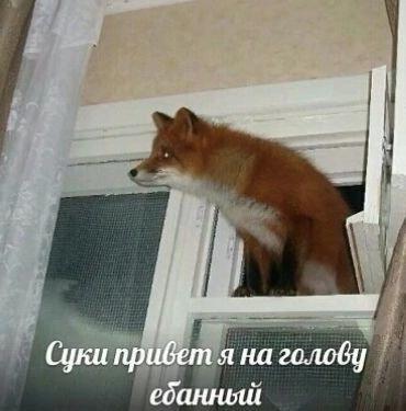 fact_infarct's tweet photo. гвидон https://t.co/CjW7zjALqC