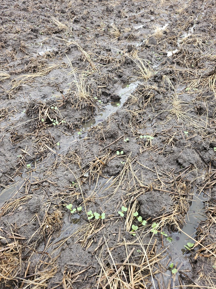 Arapiles plains tweet media