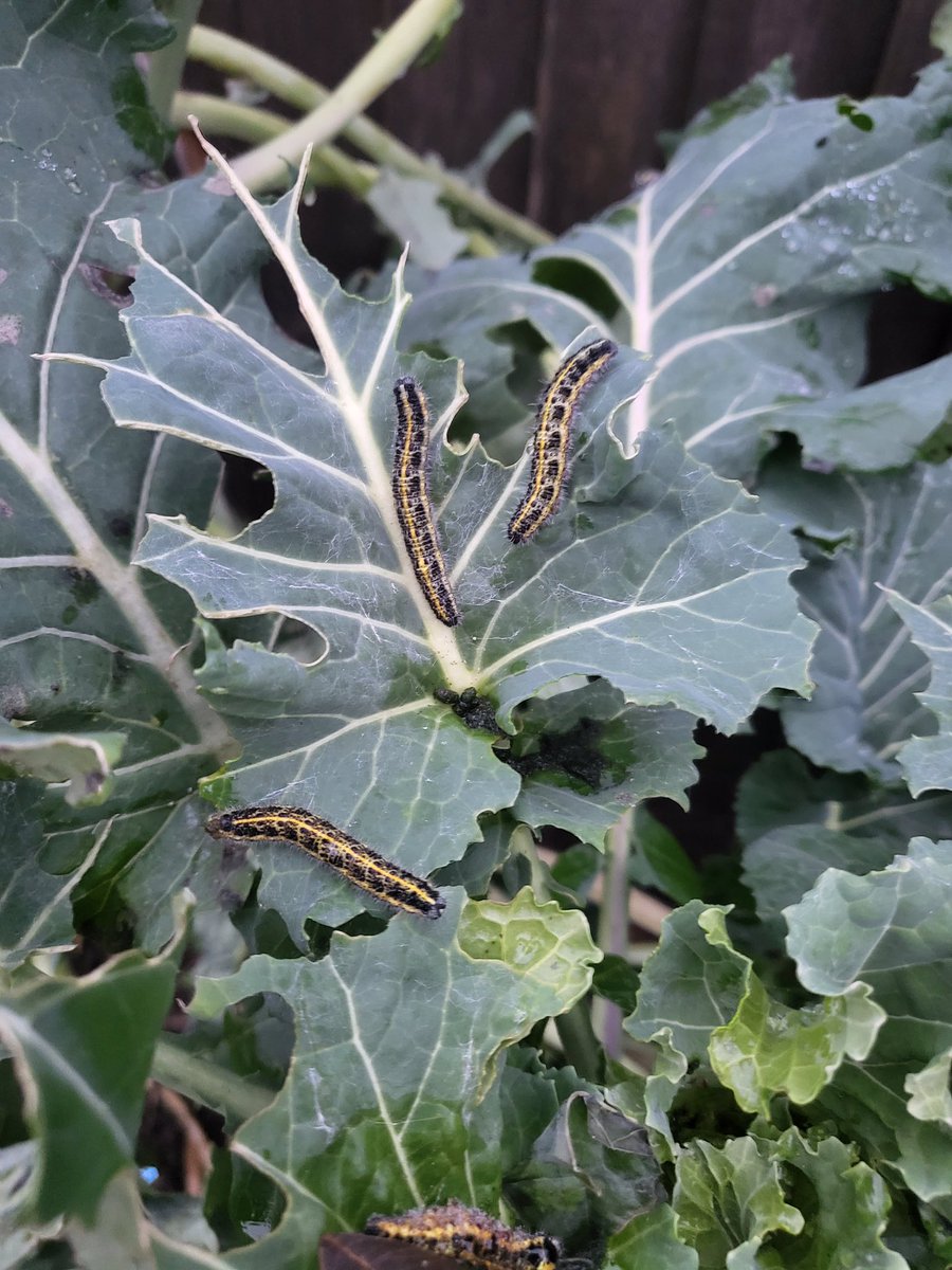 Never seen this on brassicas in December before  - even after several frosts! This was taken yesterday.