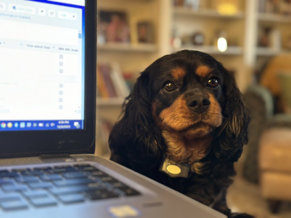 bmoodyrideout's tweet photo. Hi, Mom. Can I help you review applications today? πΆ#AppReviewWeekends #CavalierSpaniel #LapDog https://t.co/hQcM2K4xzn