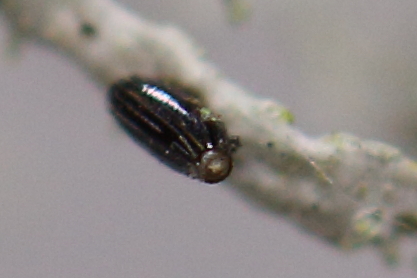 Working through an bunch of old images. This little thing (probably only a mm or two long) was on a strand of lichen (this one ispotnature.org/communities/uk…).  Hard to be sure what it is, I wondered about some kind of #invertebrate egg.  Does anyone have any ideas?