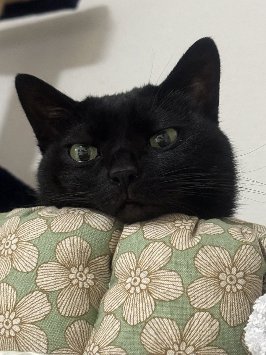 powderdaimaoh's tweet photo. ただただかわいい
#ジオ https://t.co/srgYzQLW7V