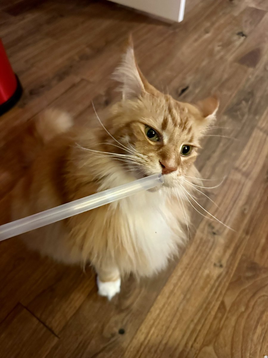 Staff are finally home! Buddy played it cool while Gizmo got stuck into a straw which came all the way from NYC! A better late than never happy #Caturday! 😸😸🦁🦁 #teamfloof #CatsOfTwitter