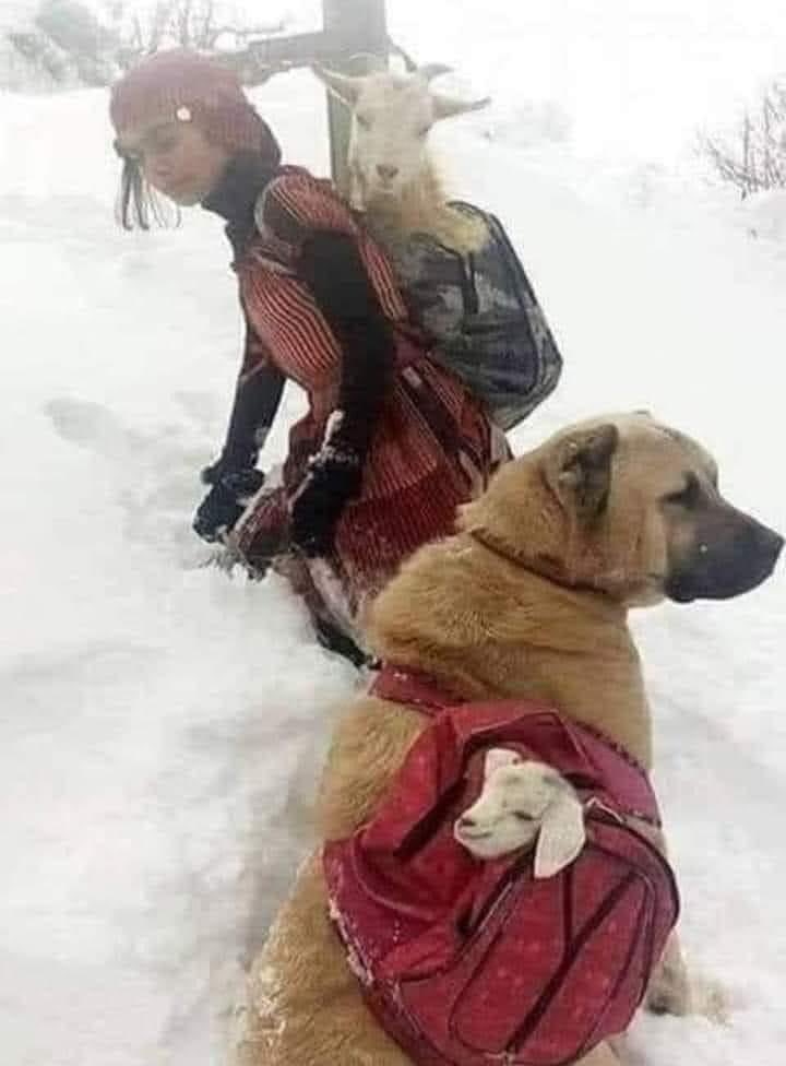 DiloConPerritos's tweet photo. Esta foto fue tomada por un fotógrafo turco; momentos antes, una cabra dio a luz a un bebé en una montaña helada. 

Para salvar la vida de la cabra y del bebé, 
una niña del pueblo (pastora) llevaba a la madre
 en su hombro mientras que  su perrita rescataba a la cabra recién nacida montándola en ella.