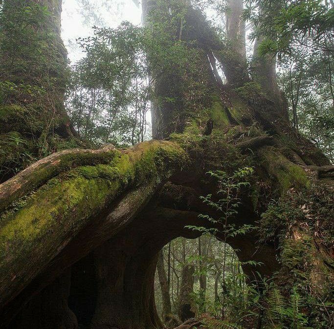 greendreamvibes's tweet photo. Mystical. https://t.co/3hSBg4J99b
