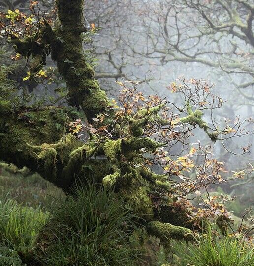 greendreamvibes's tweet photo. Mystical. https://t.co/3hSBg4J99b