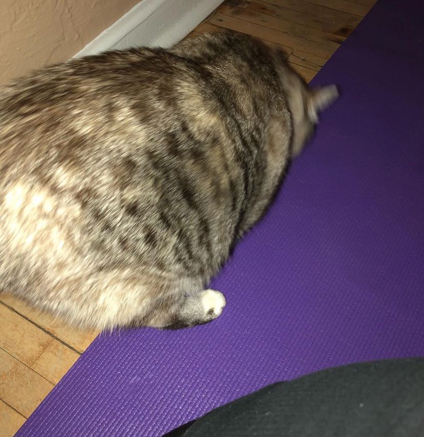sassy__dany's tweet photo. dany is surprised of how many cats &amp; dogs want to be friend! she says Hi to all of you! Purrs &amp; kisses!! https://t.co/dFqj2FYS5p