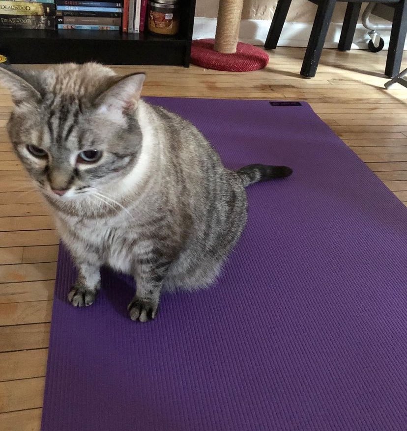 sassy__dany's tweet photo. dany is surprised of how many cats &amp; dogs want to be friend! she says Hi to all of you! Purrs &amp; kisses!! https://t.co/dFqj2FYS5p