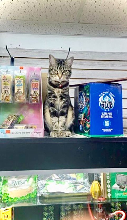 Bodegacats_'s tweet photo. https://t.co/jIQVpNUAcS