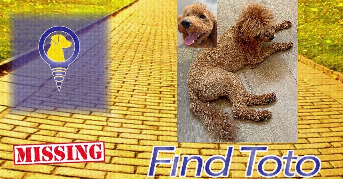 😢#Lost Dog Alert - #Orem, UT!

#Missing near 1660 N 50 E Street
Yams - Orange-Brown #Goldendoodle
#dog #lostdog #missingdog #founddog #LostandFoundPets #lostpet #missingpet
findtoto.com/lost-pet/14400…