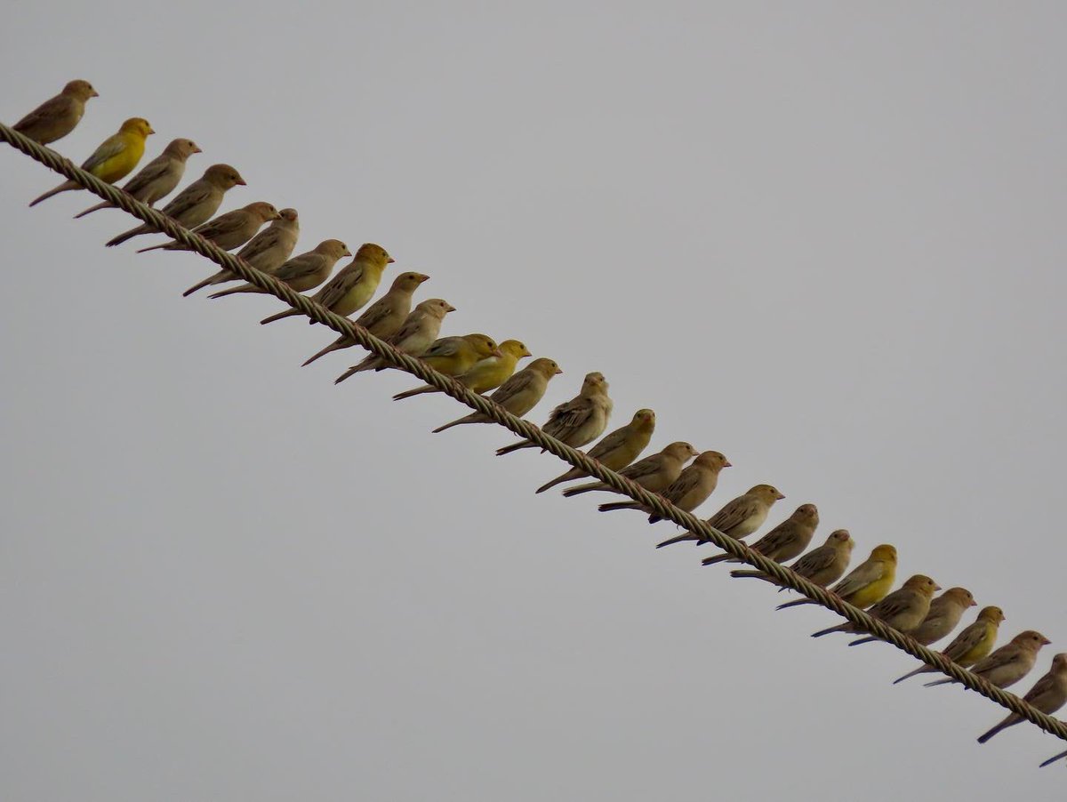 Saudibirding's tweet photo. Prior to 2020 there had been less than a dozen records in eBird of Arabian Golden Sparrow from Saudi Arabia. Since 2020, we’ve added almost two dozen more. During the October tour we found a mega flock of around 600. #birdtour #birdtours #arabiangoldensparrow #saudibirding https://t.co/ozDLgreLZO