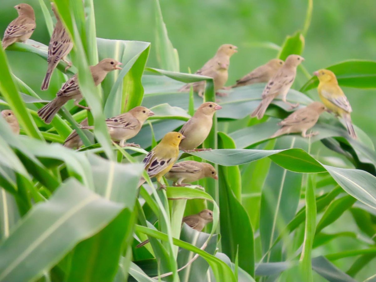 Saudibirding's tweet photo. Prior to 2020 there had been less than a dozen records in eBird of Arabian Golden Sparrow from Saudi Arabia. Since 2020, we’ve added almost two dozen more. During the October tour we found a mega flock of around 600. #birdtour #birdtours #arabiangoldensparrow #saudibirding https://t.co/ozDLgreLZO