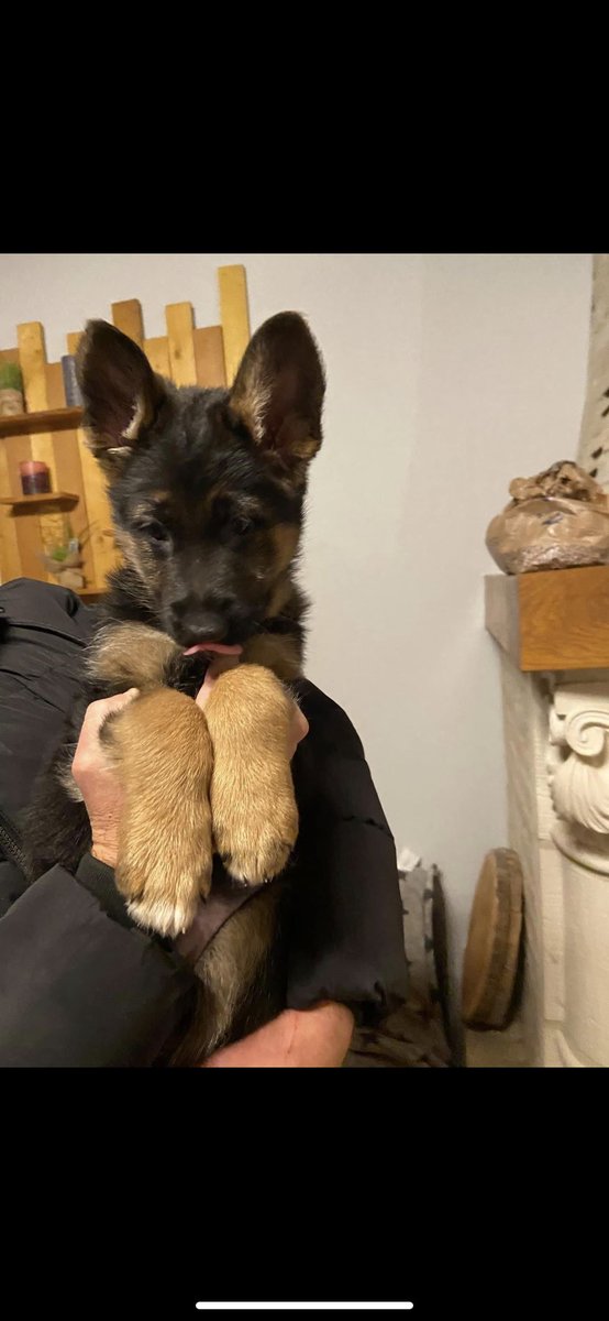 •BERGER ALLEMAND•

Disponible à la réservation 1 Berger Allemand poil court pure race LOF sur une portée de 8 chiots 
Né le 9 octobre et dispo dès le 15 décembre  
Mère : Raven des cascade Lusy
Père : Zeus Szenberg 
+ d’infos en MP
(N’hésitez pas à partager ✨)