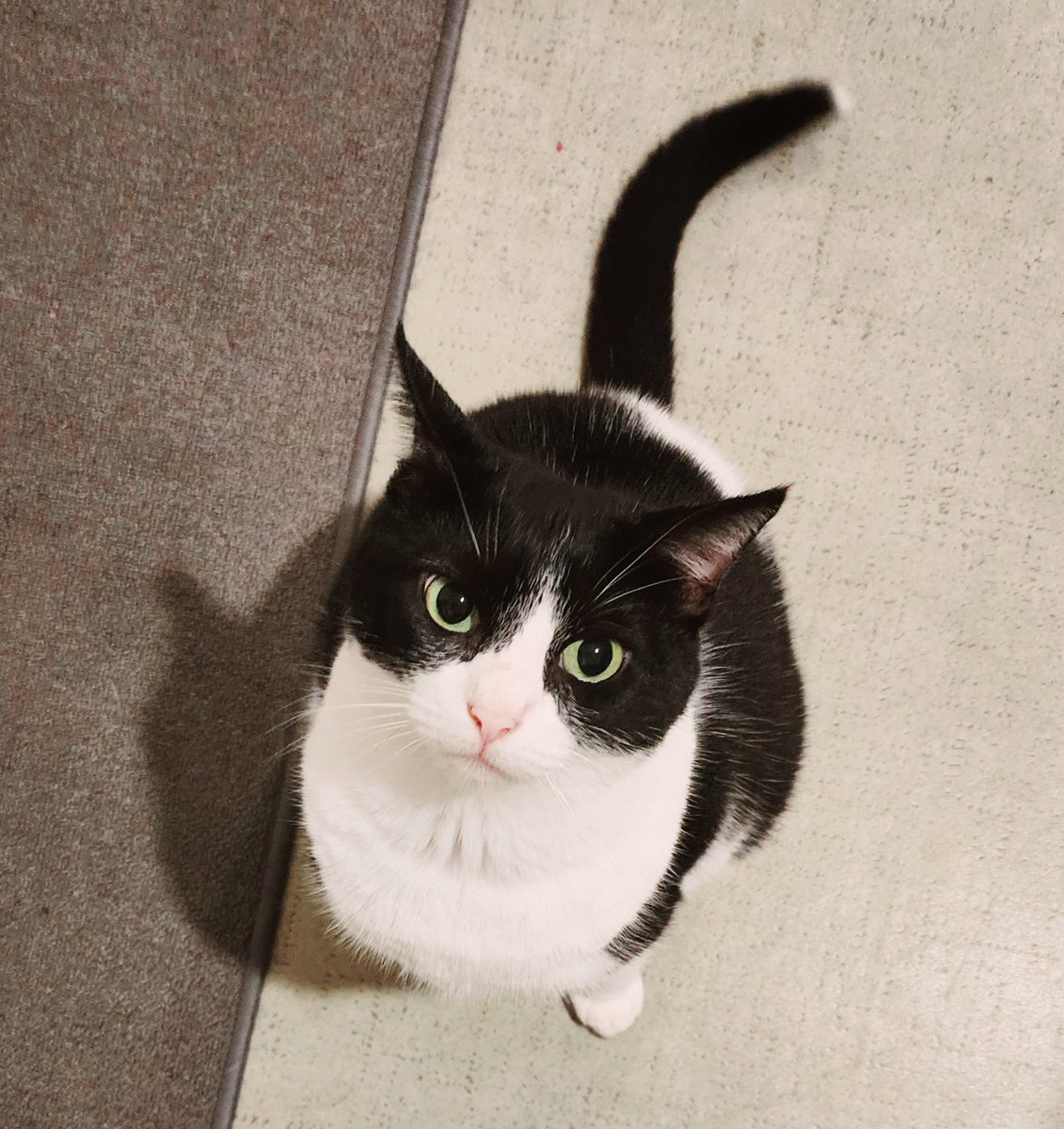 MaxSinclairBook's tweet photo. Isn't she perfect?

#Caturday #CatsOfTwitter https://t.co/kbEraBPHHd