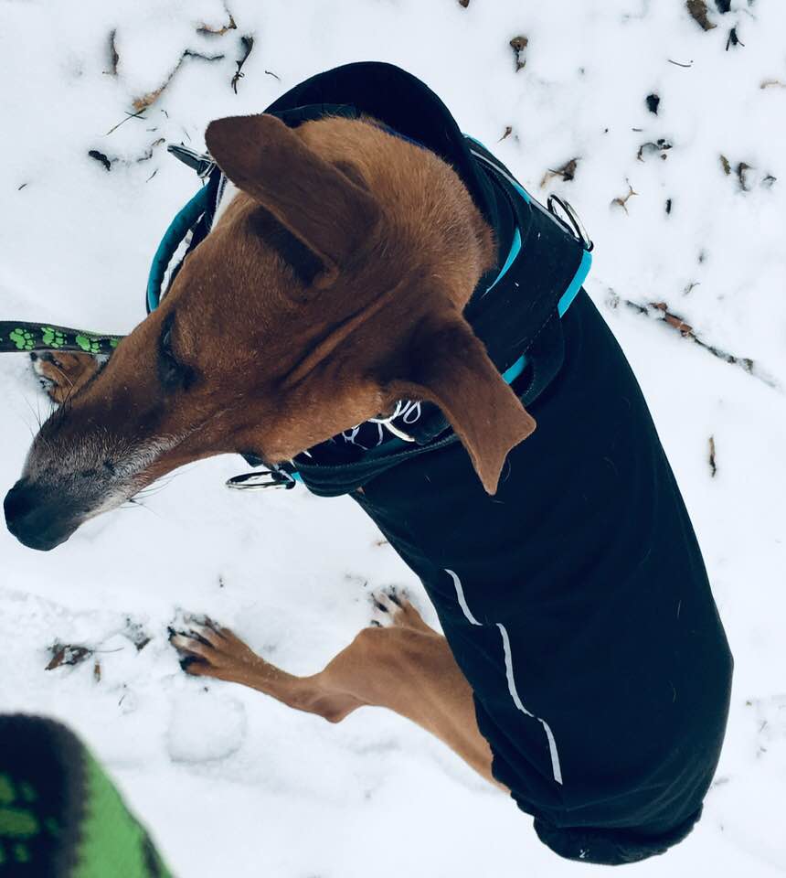 I often feel like snow is just white grass...