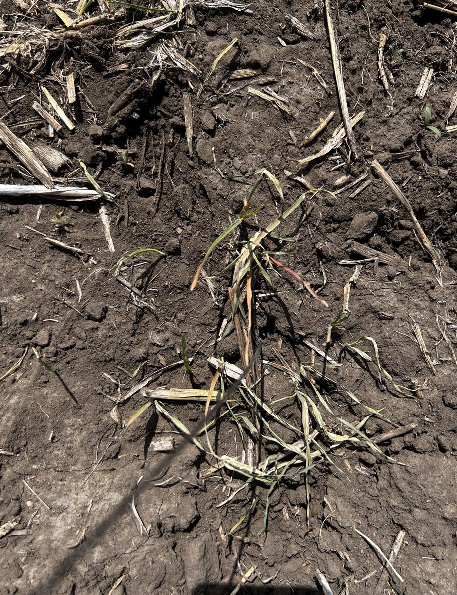 Ryan Leonzio tweet media