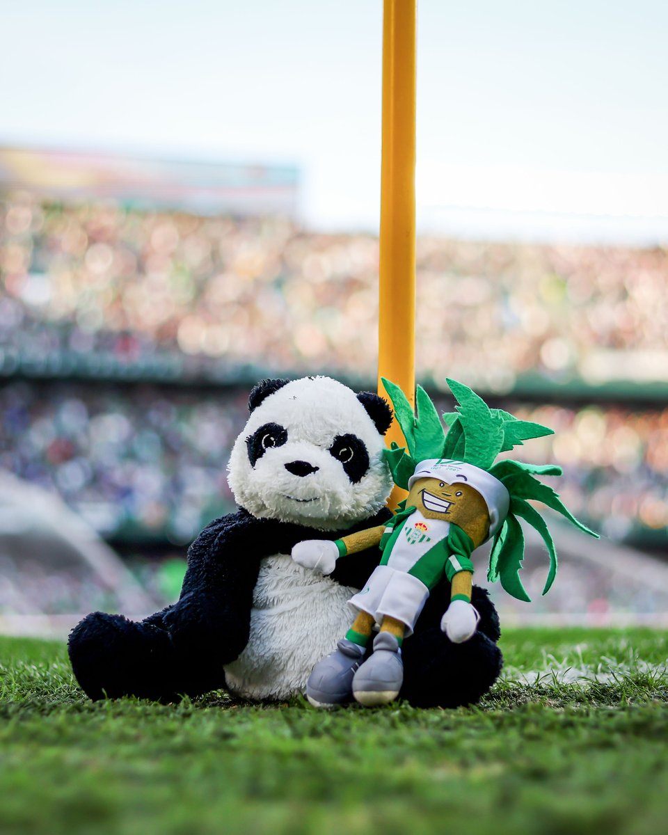 brfootball's tweet photo. One of football's best traditions: Real Betis fans throwing stuffed toys on the pitch around Christmas time for disadvantaged children 👏💚 https://t.co/qdbQqKO7DC