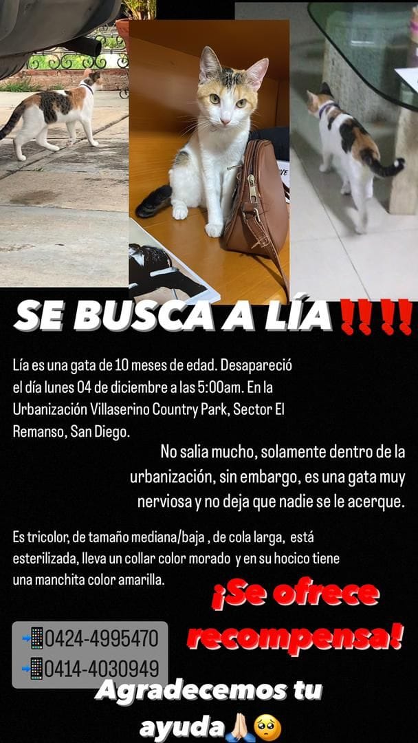 PerroUsuario's tweet photo. Se busca a Lía, San Diego Sector el Remanso, Carabobo https://t.co/IcCwHNWY6P