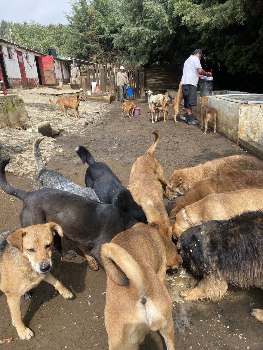 RefugiOceaniCAN's tweet photo. 🆘🛟🆘🛟
Hola amigos!!
Necesitamos ayuda urgente pues hoy amanecimos sin croquetas 😰😰😰
Diario hacemos malabares para alimentarnos todos, como recoger donaciones dentro de la CDMX, hacer #sopamágica, y así, pues diario comemos y somos muchos!!! Y la mayoría talla grande y ahora 15 bebés que comen croquetas para bebés y leche en polvo. 😥😥😥🥺😔😔😔necesitamos ir a comprar urgente ya que no tenemos croquetas para nuestro  desayuno, que es la única comida del día de la mayoría, pues solo los Senior (tercera edad), los enfermitos y los bebés comen 2 y 3 veces al día. Si tienes la capacidad y la disposición de ayudarnos, te lo agradecemos enormemente. Si no puedes, al menos comparte este post, ya que tu difusión marca la diferencia.

Necesitamos 6 bultos de croquetas para adultos y 1 bulto para cachorros. También necesitamos 1 bulto para nuestros puerquitos Pancho y Aurora 🐽🐽. Los costos son de $455 para adultos, $1115 para cachorros premium y $260 para los puerquitos.
¿Nos echas la patita para comprar croquetas por favor?
BBVA: 2973843610
Clabe 012180029738436107
Tarjeta 4152 3141 1677 5852 (depósito en OXXO)
Azteca: 5512 3823 1364 0437
Clabe 127180013445630838
Tarjeta 5512 3824 2619 8034 (a nombre de Areli)
PayPal:
https://t.co/1pRdLdajHz: https://t.co/CmmanDp8o8

También nos pueden ayudar así:
🌟Wishlist:
https://t.co/4XLEHGoqHu

Y
🌟Proveedor a domicilio KINO DELIVERY: 

https://t.co/R7xGVQkn7U

https://t.co/RkijNAqtVF

Millones de gracias por su generosa ayuda. 🙏🏼💜🐶🐾🐾🐾