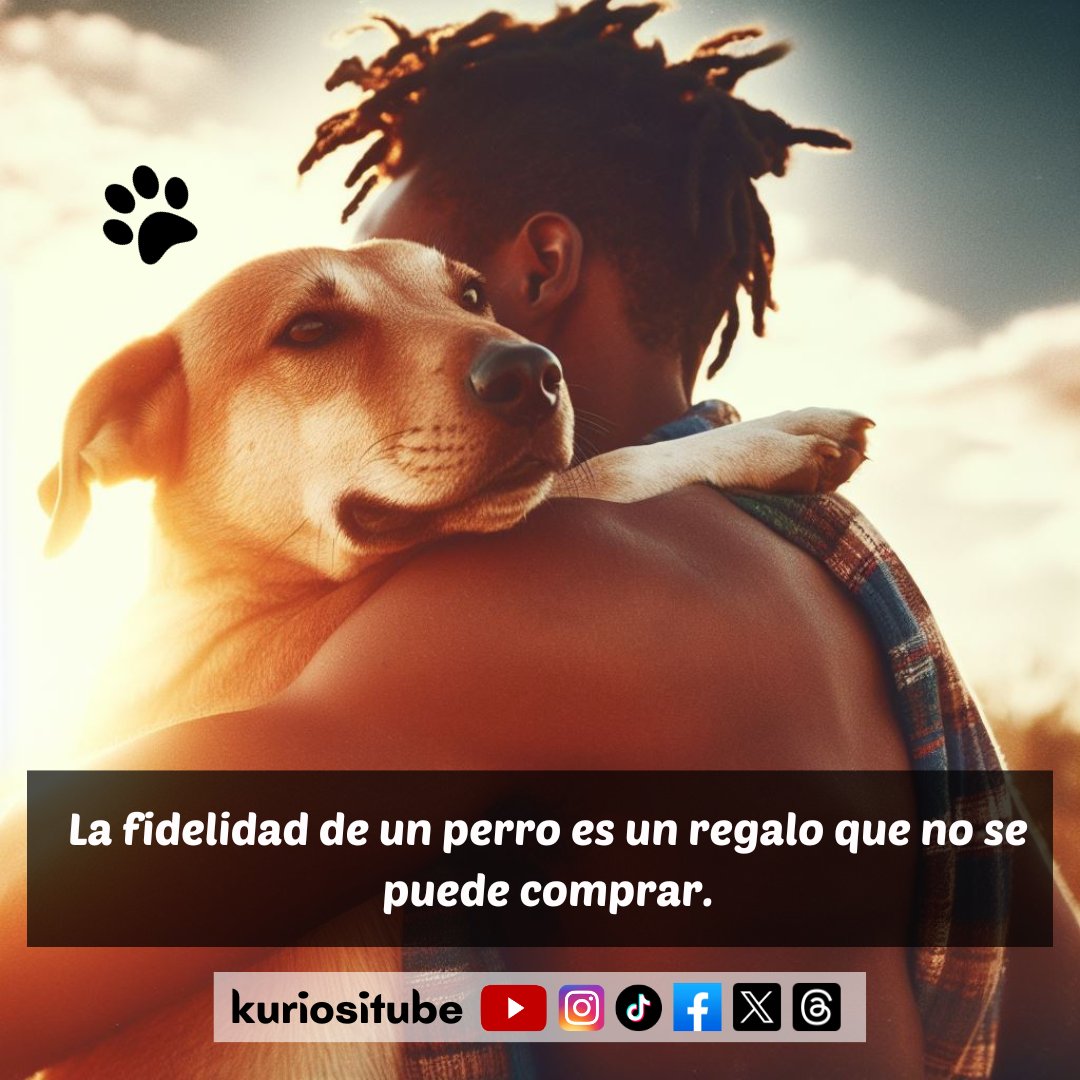 kuriositube's tweet photo. 🐾💖 "La fidelidad de un perro es un regalo que no se puede   comprar." 🐶🎁 En cada lamido, en cada mirada, encontramos un tesoro invaluable   de lealtad. #dog #doglover #mascotas #dogs #dogstagram #love #chile #instagood #dogsofinstagram #family #adopta #life #perrosdelacuarta https://t.co/KufhNl9cap