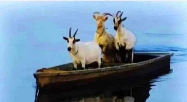 Sweettalkin53's tweet photo. For fucks sake they're now bringing their wives over.
🐐🐐🐐🐐🐐🐐 https://t.co/iilmsq4yh1