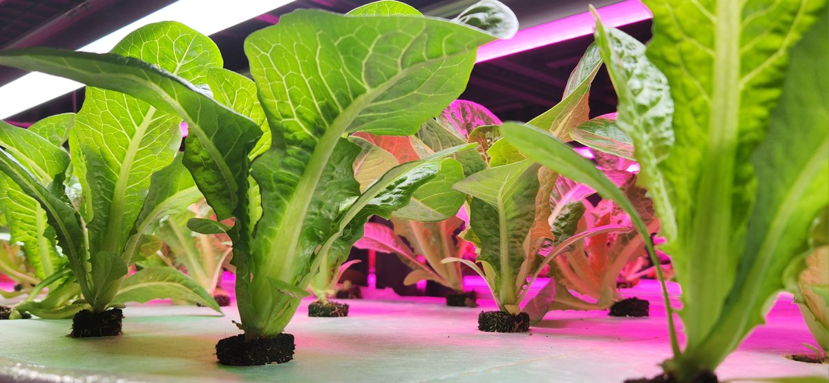 Spudshacks's tweet image. Outside cold but inside very warm colorful and delicious! Happy holidays!!!