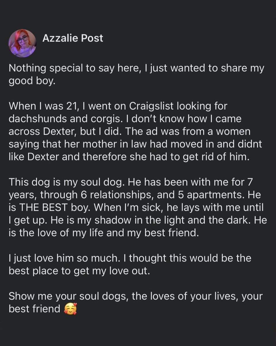 dog_rates's tweet photo. This is Dexter. Sometimes you find old furniture on Craigslist. And sometimes you find your soulmate. 14/10 #SeniorPupSaturday https://t.co/H5voz4VTBY