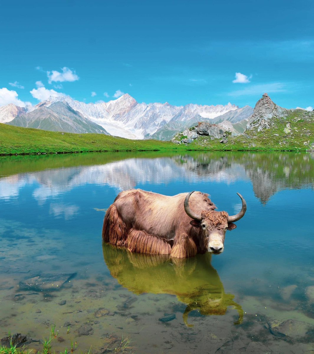 SamRaja21700228's tweet photo. Yak and view of #Dunssa #Tormki #valley #Roundu #Skardu  #GilgitBaltistan https://t.co/iGEyknkg7b