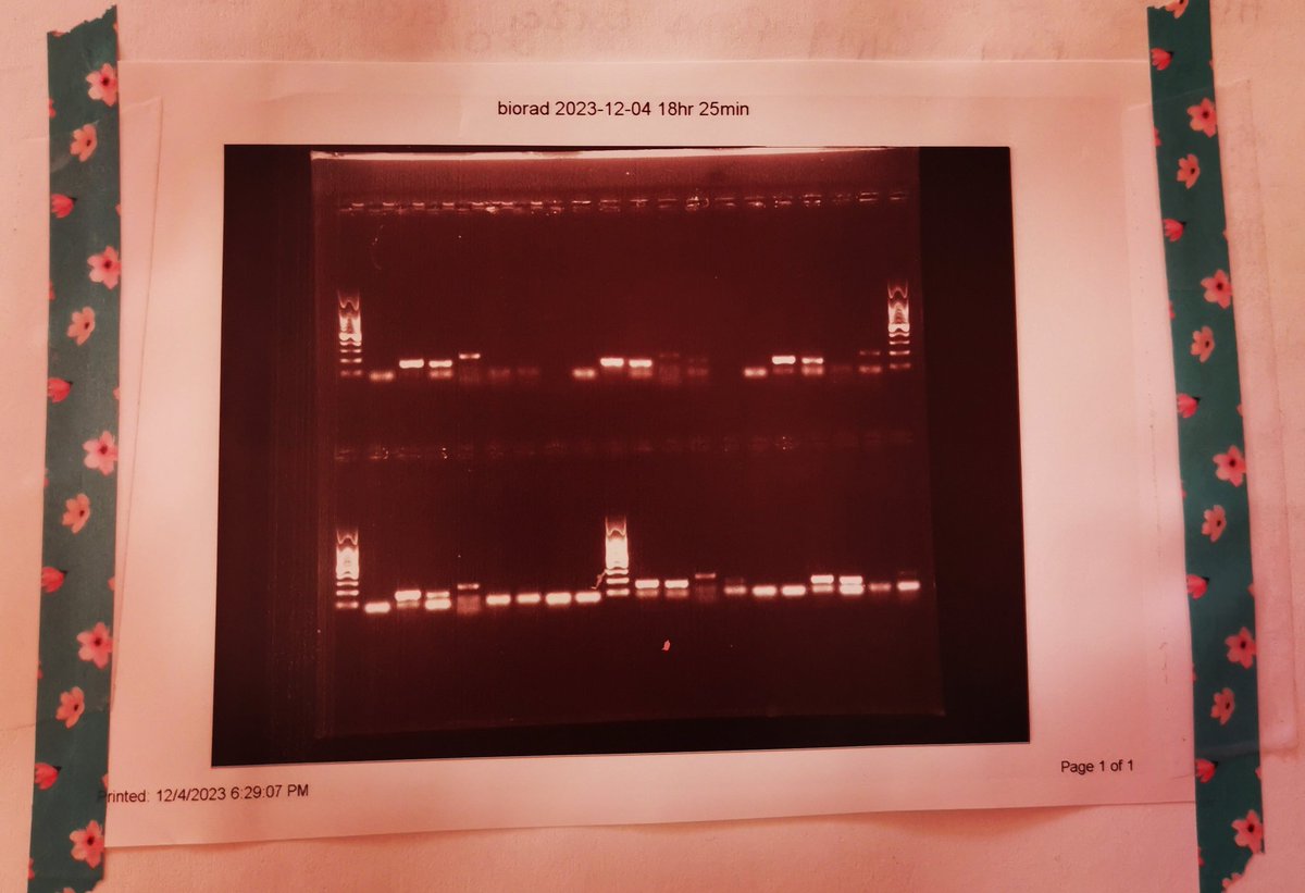 First primer test, and we have some bands! Exiting news! #loveScience