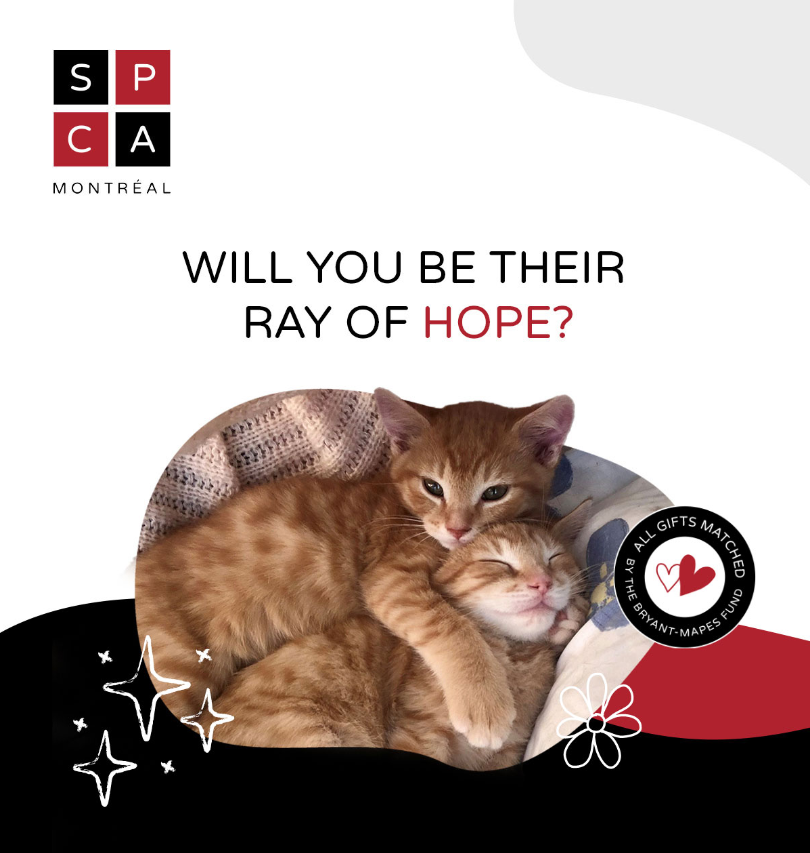 The Mary Phelan Neonatal Program comes to the aid of some 170 kittens every year.
Until the end of the year, every dollar you donate will be matched by the Bryant-Mapes Fund for the Care of Dogs.
It’s the perfect time to show your solidarity!
@SPCAMontreal
spca.com/en/twice-the-s…