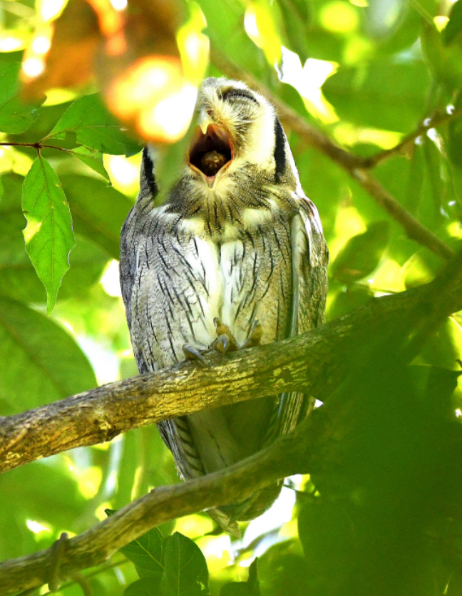 Northern White-faced Owl, Pirang Forest, Gambia 24.11.23. About to cough up a pellet! #birdwatching #owls #birdphotography #wildlifephotography #Africa #regurgitation