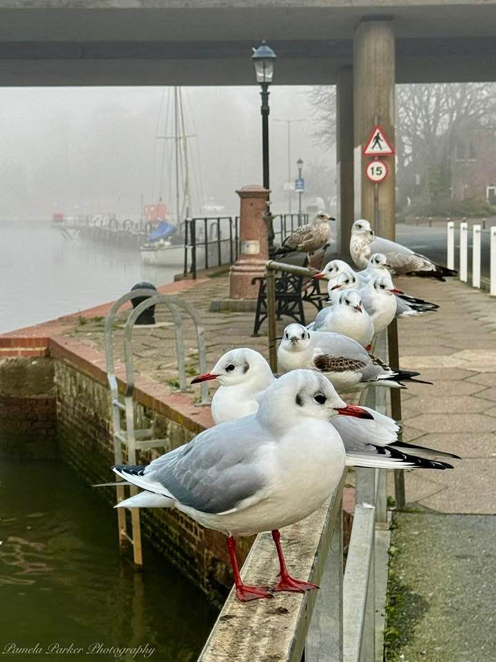 Isleofwight's tweet photo. We've had some wintery fog this week - Pam captured these gulls by the Quay 🐦️
📌 Newport Town Quay
📷️ Pamela Parker
#exploreisleofwight #islandlife #greatphoto #cold #winter #winteryscene #winterphoto #fog #misty #December #seagulls #Newport #NewportTownQuay #riverside https://t.co/jUJm5rL7dO