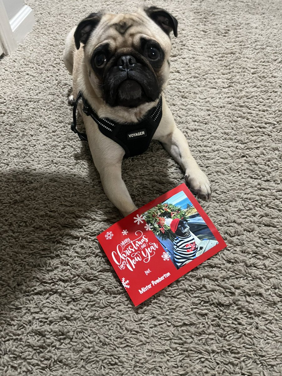 Thanks for the Christmas card @MisterPemberto1! You always knock it out of the park! #Pugtalk