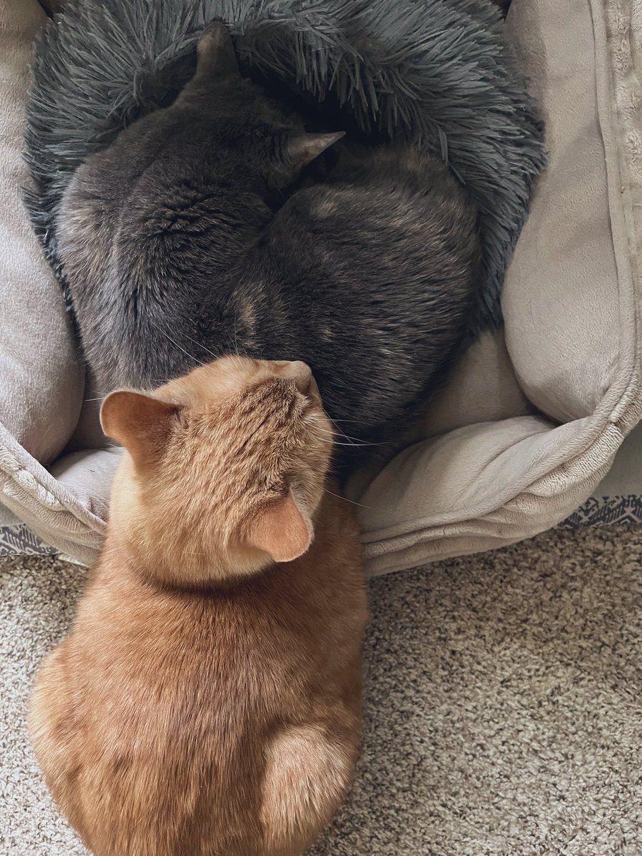 kiississippi's tweet photo. late 2023 update. he remembered beds existed. still bad @ them. 💕 https://t.co/ekWi0cvGct