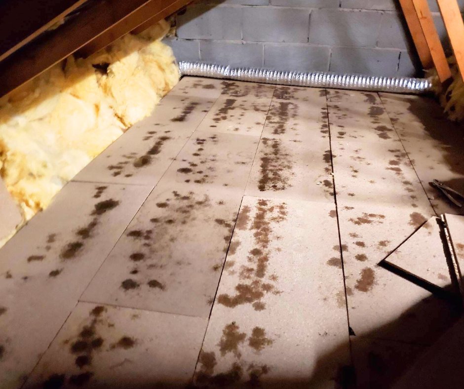 CamsureH's tweet image. 🏡 Winter's here, and so is the chill! ❄️ A recent home survey revealed condensation in the roof void! 🕵️‍♂️ Those water spots on chipboard flooring? A clear sign! 🚨 Time for a winter-ready roof check! 🏠🔍 #WinterHomeMaintenance #RoofCheck #HomeCareTips