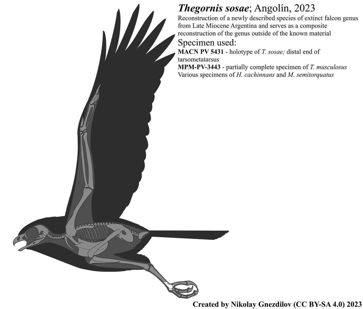 nick_gnest's tweet photo. “Newly” described falcon from Argentina. Might be a record in how quickly I managed to reconstruct it. Might be manic episode kicking in. But overall enjoyed drawing it a lot! Hopefully, now this genus will have something for its Wiki page haha
#paleoart #sciart #falcon #bird https://t.co/dBoGTPNgdS