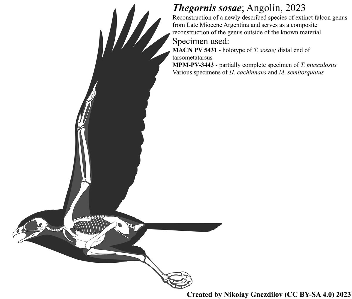 nick_gnest's tweet photo. “Newly” described falcon from Argentina. Might be a record in how quickly I managed to reconstruct it. Might be manic episode kicking in. But overall enjoyed drawing it a lot! Hopefully, now this genus will have something for its Wiki page haha
#paleoart #sciart #falcon #bird https://t.co/dBoGTPNgdS