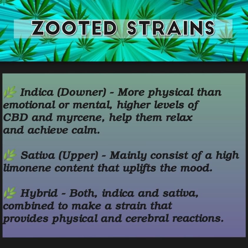 Exploring the kaleidoscope of highs: Zooted strains, each a unique palette of effects and flavors. From the euphoric to the calming, find your perfect vibe in the diverse world of herb varieties. #Edibles #HighLife #Zooted #Stoner #StonerLife #Puckers