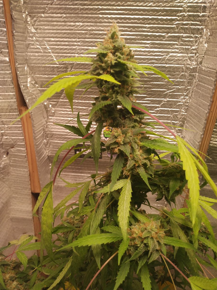 Cryptof97892286's tweet photo. Good Saturday afternoon, auto flower I grew last cycle. I had a auto flower pooties pebbles I had gotten and pollinated it with a reg Pine sap chem. This is one of the seeds from that cross.
Smoke was good, berries and gas.
#cannabisgrower #weedsmokers 
#Mmemberville #Saturday https://t.co/r0SMBkVaT5