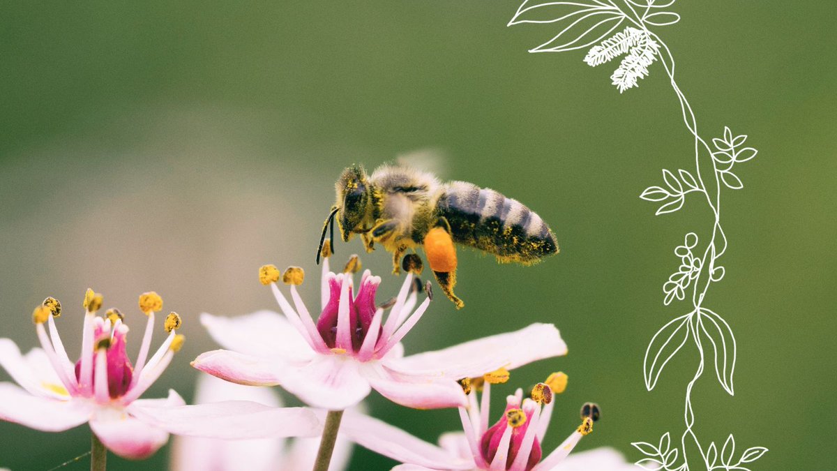 Today, as our tenth #Advent23 reflection Kanolu and Lardil man Joshua Lane leads us in prayer as we rejoice in the coming of Jesus into our common home.
👇
commongrace.org.au/advent_common_…
#Advent #Day10 #Peace #CommonHome #CommonGraceAus