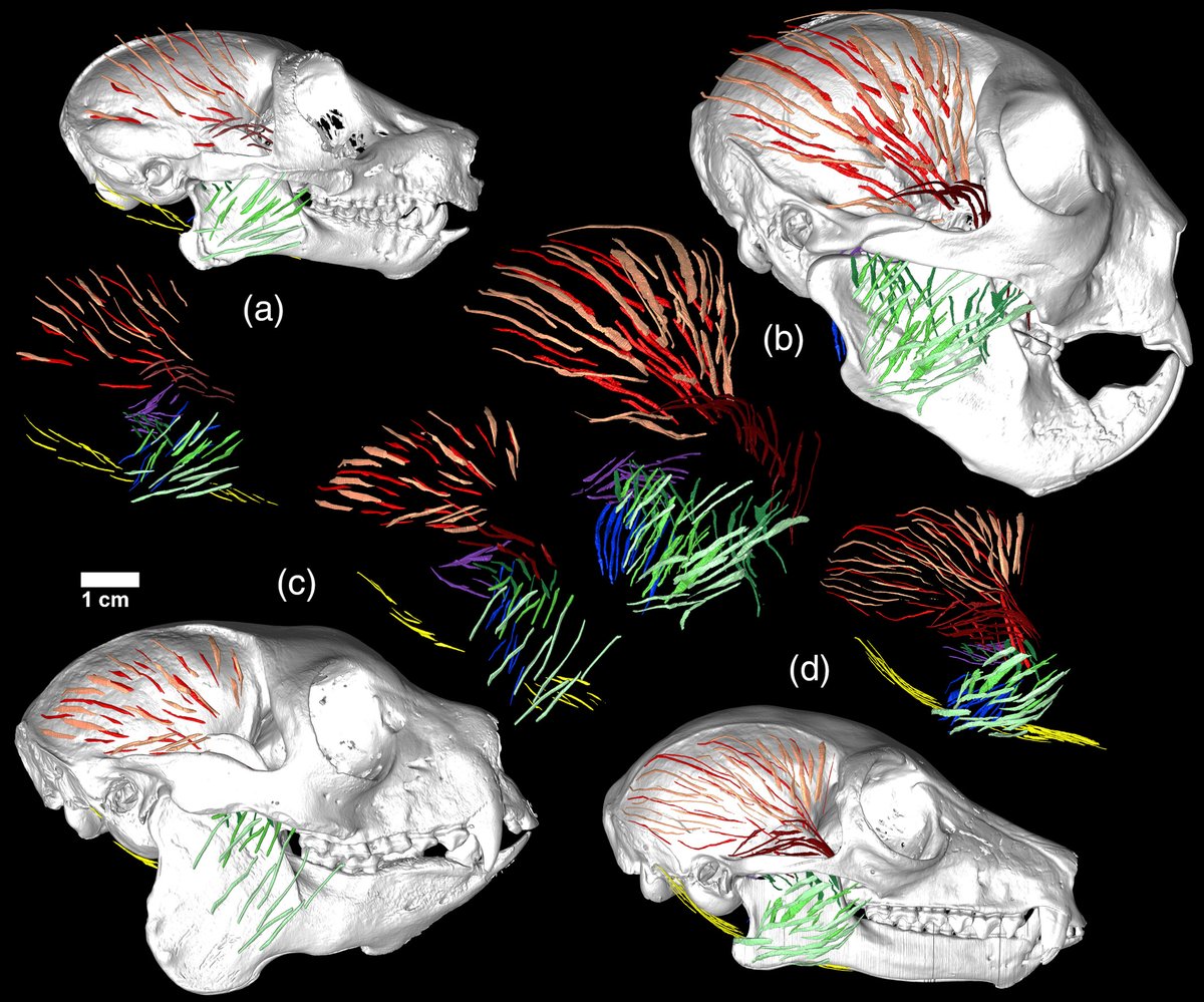 Visualizing lemur masticatory muscle fascicles in 3D space in the largest comparative study of primate anatomy using DiceCT. Fascicle properties reveal adaptation to diverse diets, hinting at evolutionary flexibility.
Dickinson, <a href="/AdamHRose/">Adam Hartstone-Rose</a> et al.:  doi.org/10.1002/ar.253…