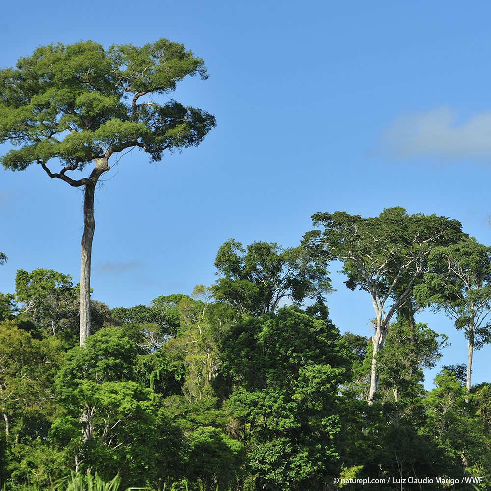 World_Wildlife's tweet photo. WWF's Nature-Based Solutions Origination Platform (NbS-OP) is an innovative vehicle to drive impact at scale for people, climate, and nature across selected tropical forest landscapes. Read more: https://t.co/OKMmlX9Pbp. #COP28 https://t.co/NcXQJlAchy