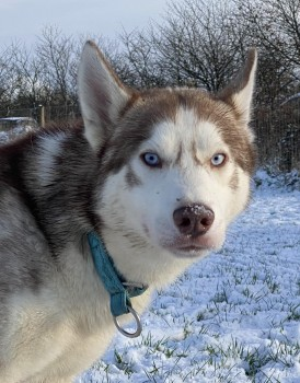 millypod1's tweet photo. ๐8 DEC 2023 #Lost JESSE #ScanMe
YOUNG Red /White Siberian Husky Male
Very scared foster dog, escaped whilst getting from car to house.
#Lemington #NewcastleUponTyne #TyneAndWear #NE15
https://t.co/Hm4opLDdlF https://t.co/CFxmEraCpn