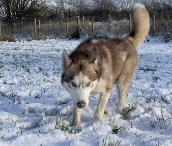 millypod1's tweet photo. ๐8 DEC 2023 #Lost JESSE #ScanMe
YOUNG Red /White Siberian Husky Male
Very scared foster dog, escaped whilst getting from car to house.
#Lemington #NewcastleUponTyne #TyneAndWear #NE15
https://t.co/Hm4opLDdlF https://t.co/CFxmEraCpn