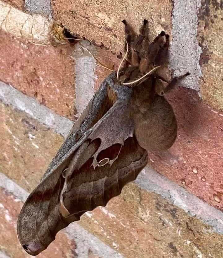 Antheraea Polyphemus, básicamente una "tarántula" con alas.