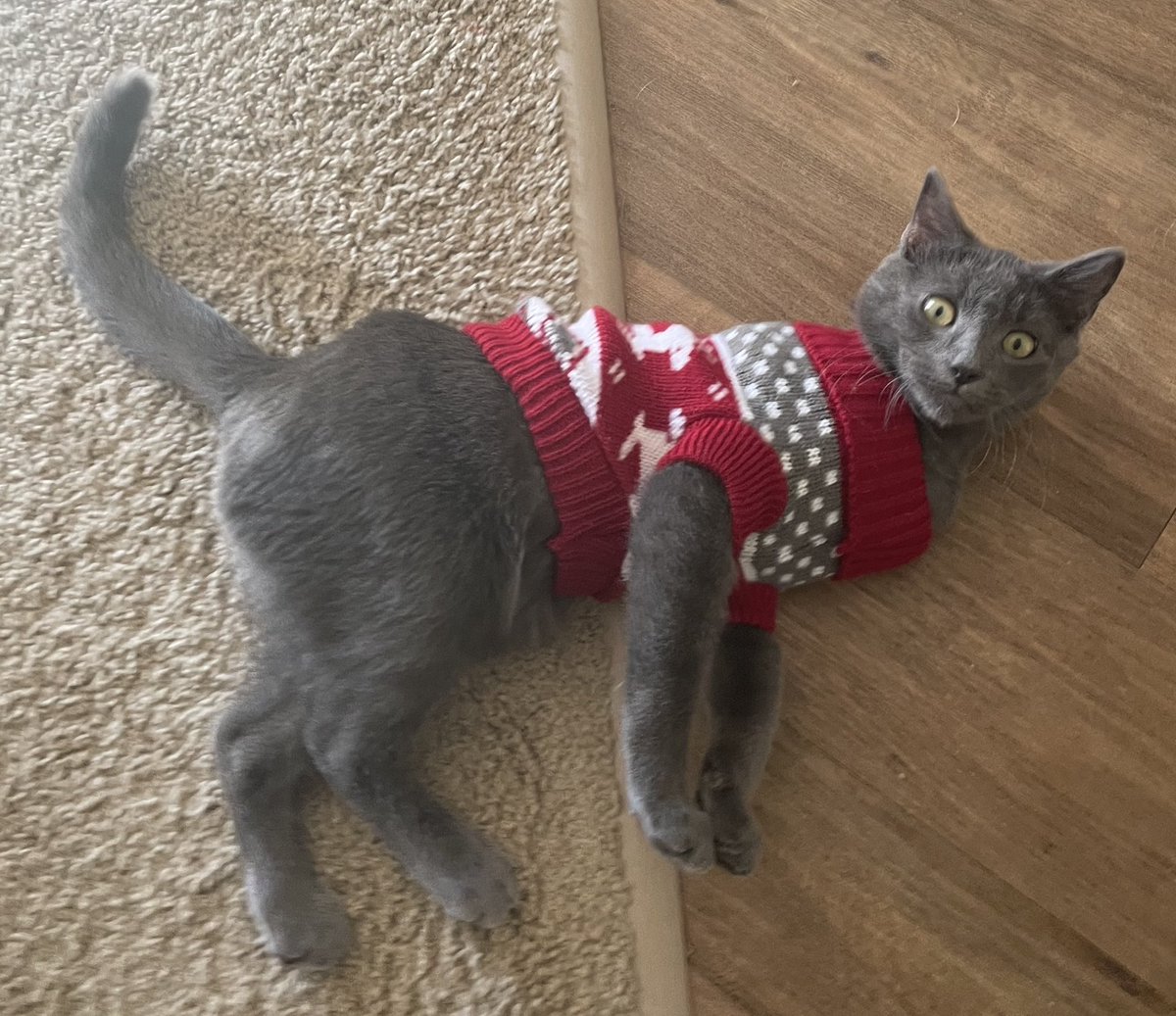 Bentley (@bentleythecat16) on Twitter photo 