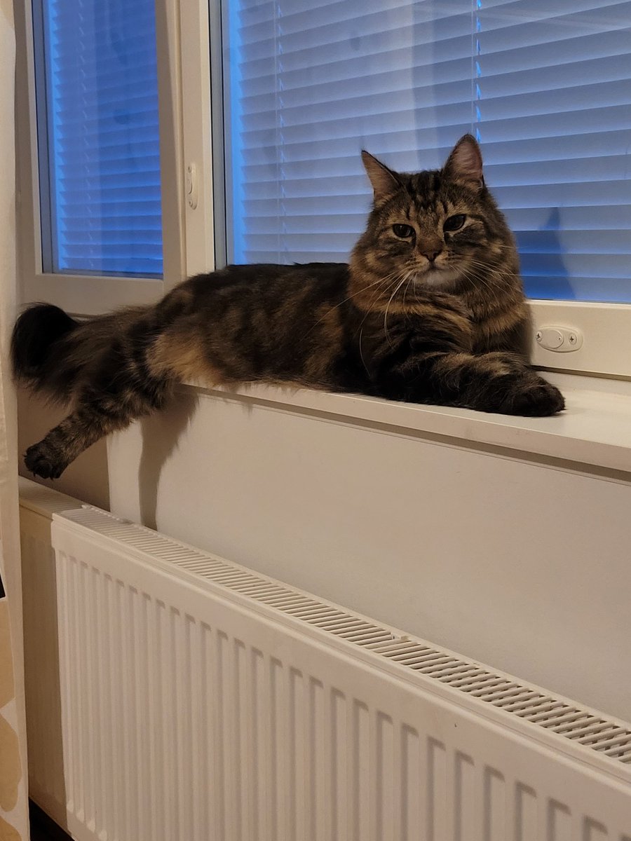 paivi65's tweet photo. Iltasafka käyty antamassa ja hyvät yöt toivottamassa #Bablo https://t.co/bLJiFfHuVC