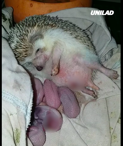 Unilad shared a video of a hedgehog giving birth and they have censored its fanny.