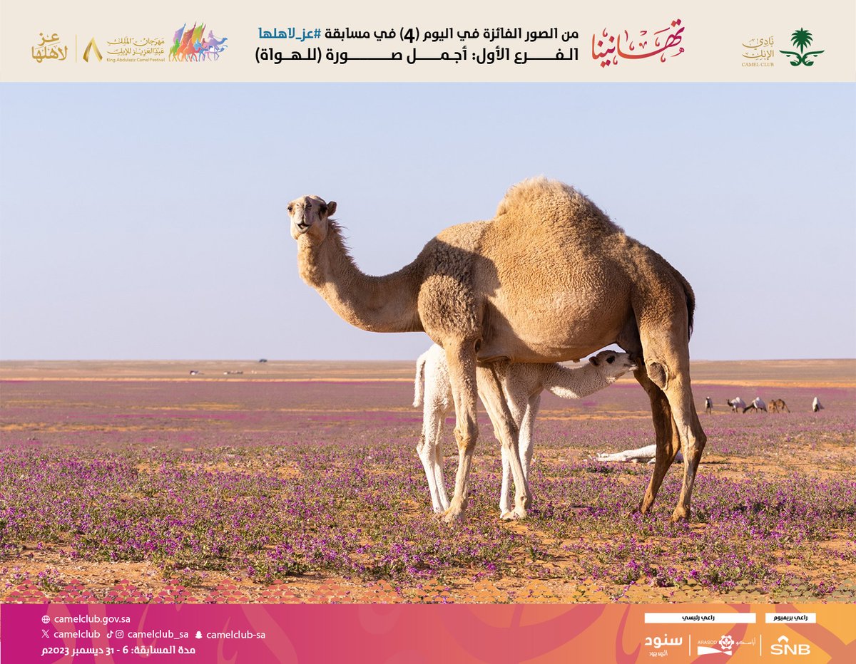 alaibilfestival's tweet photo. @CamelClub 7⃣
📸من الصور الفائزة في اليوم (4)
في مسابقة #عز_لاهلها🇸🇦
الفرع الأول: #أجمل_صورة (للهواة)📲

#مهرجان_الملك_عبدالعزيز_للإبل8🐪 https://t.co/o8e8zQMZpw